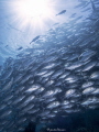   Schoolbathing. resident jackfish Sipadan catching some rays Schoolbathing  